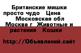 Британские мишки просто чудо › Цена ­ 8 000 - Московская обл., Москва г. Животные и растения » Кошки   